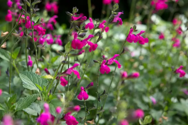 Lipstick-pink Salvia microphylla 