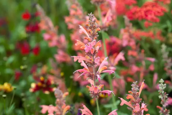 Pink-orange flower spikes of Agastache 