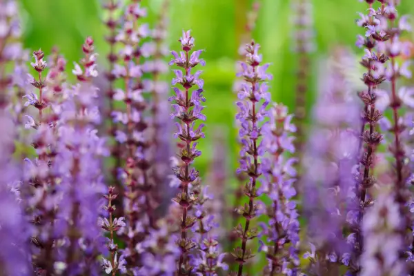 Purple Salvia nemorosa flowers