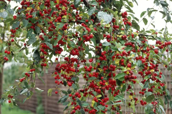 A crab apple tree covered in bright red fruit