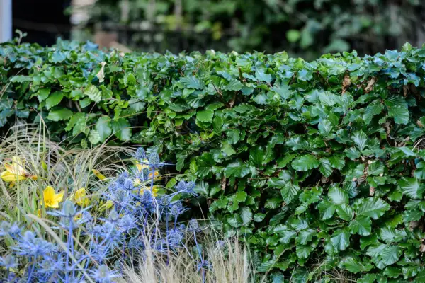 A neatly trimmed beech hedge