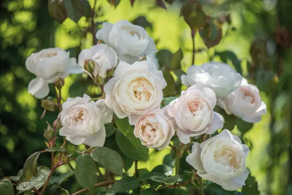 Pink-cream rose blooms
