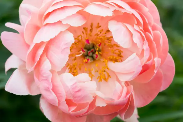 Peach bloom of Paeonia 