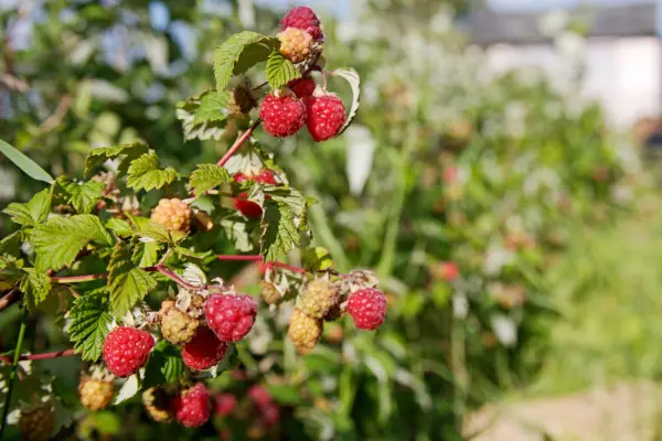 Ripening and ripe raspberries on a cane