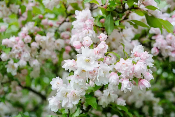 Blossom on an apple tree