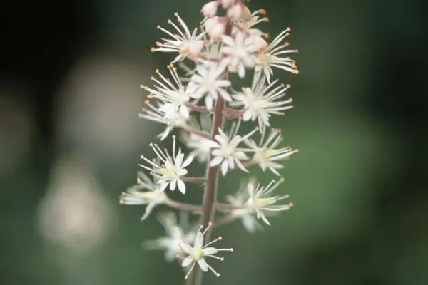 Tiaryrella „Jeepers Creepers”
