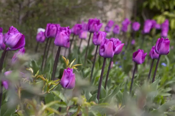 Tulipa 'Magic Lavender'