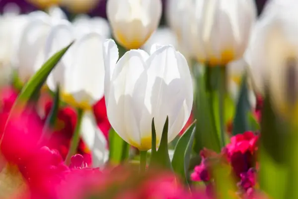 Tulipa 