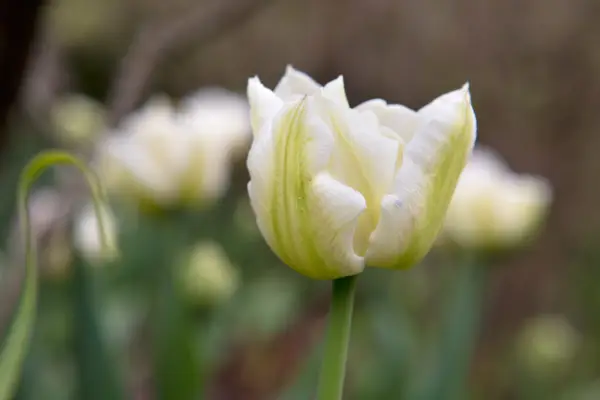 Tulipa 
