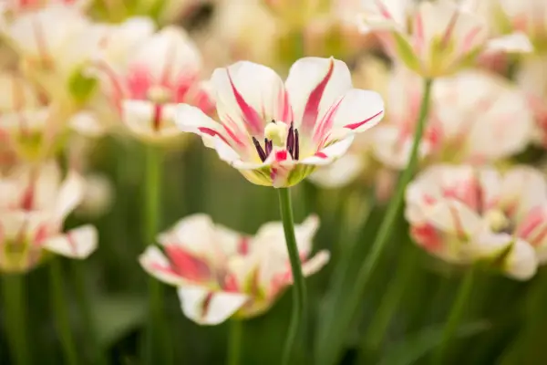 Tulipa 
