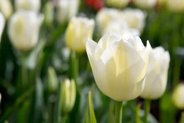 Tulipa 
