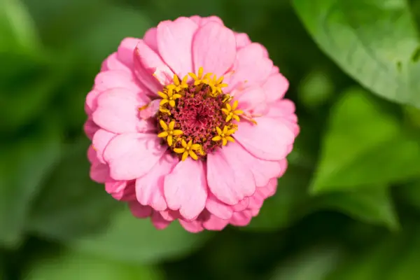 진 니아 엘레 간스 스프라이트 믹스 '