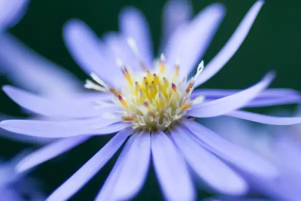 12 af de bedste Michaelmas tusindfryd til at vokse