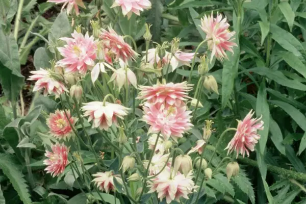 Aquilegia vulgaris 'Nora Barlow'