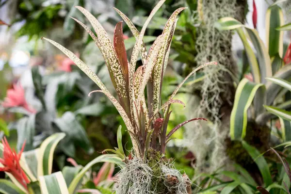 Billbergia „Hallelujah”