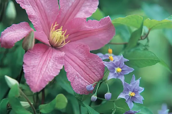Clematis 'Comtesse de Bouchard'