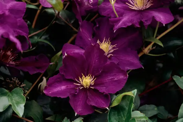 クレマティスの「レディベティ・バルフォア」