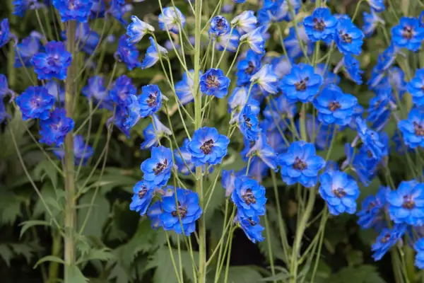 Delphinium „Fenella”