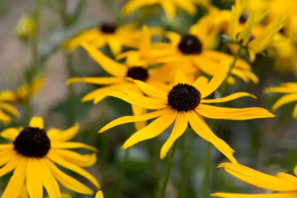 Perennial for a hot border - Rubdbeckia fulgida 