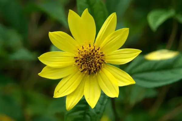 Helianthus 