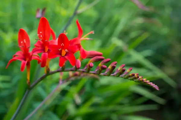 Crocosmia 