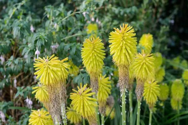 Yellow kniphofia