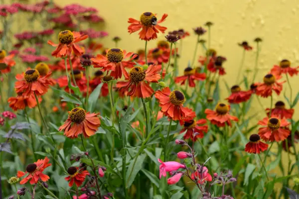 Helenium 