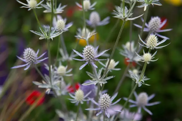 Plane eryngium 'Jade Frost'