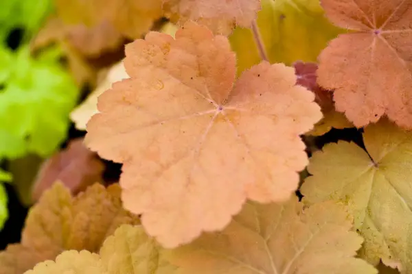 Heuchera 'Southern Comfort'