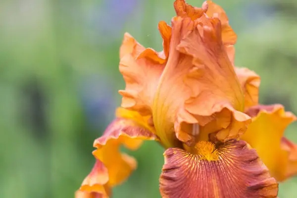 Iris 'Carnival Time'