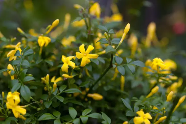 Jasminum Fruticans