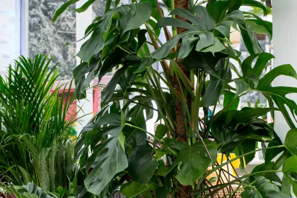 Monstera deliciosa