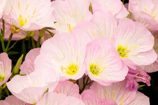 Oenothera speciosa 'siskiyou'