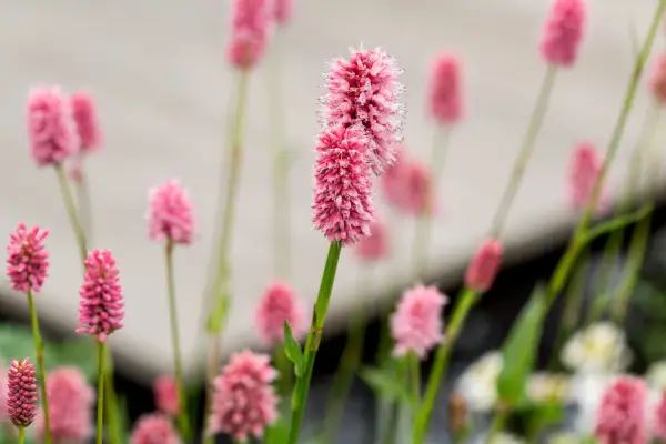 Persicaria bisttta subsp. בָּשָׂר