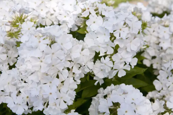 Phlox paniculata 'Bartwentynine'