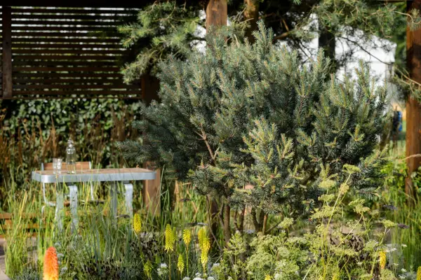 Pinus sylvestris growing in a mixed border