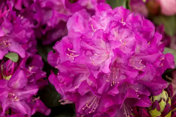 Rhododendron „Purple Passion”
