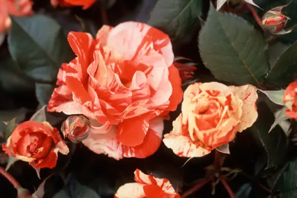 Rosa 'Hanky ​​Panky'