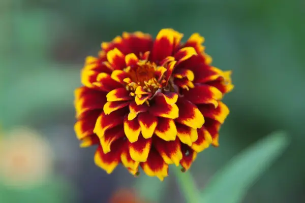 Zinana Hageana 'Sunset Aztec'