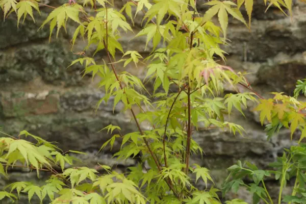Acer Palmatum „Butterfly”