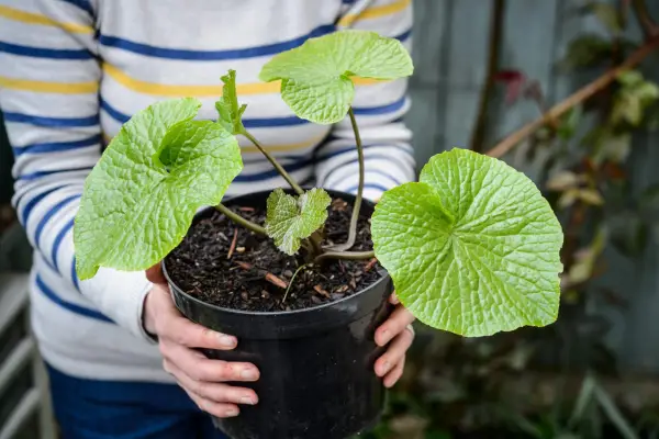 Poradnik wielkości wielkości Alana
