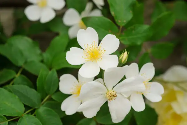 成長するのに最適なとりとめのないバラ