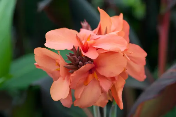 Canna „Ecstase”