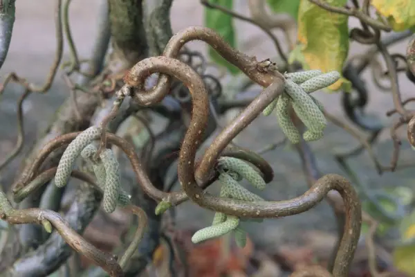 Corylus avellana 'contorta'