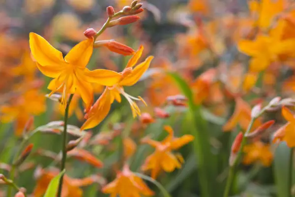 Crocosmia x crocosmiiflora '동쪽의 별'