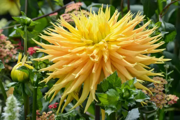 Dahlia 'Dame Deirdre'