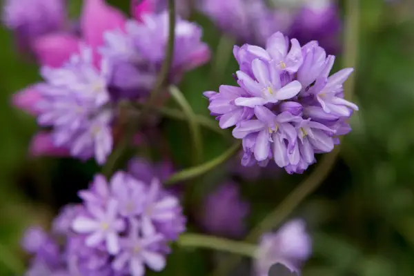 Dichelostemma congestionată
