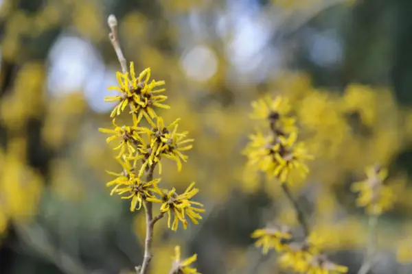 Hamamelis soft 'brevipetala'