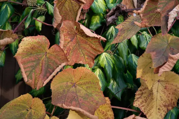 Hedera colchica „Inima de sulf”