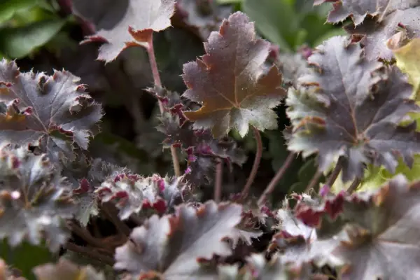 Heuchera 'Cafe Ole'